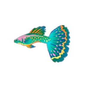 Parrotfish Guppy